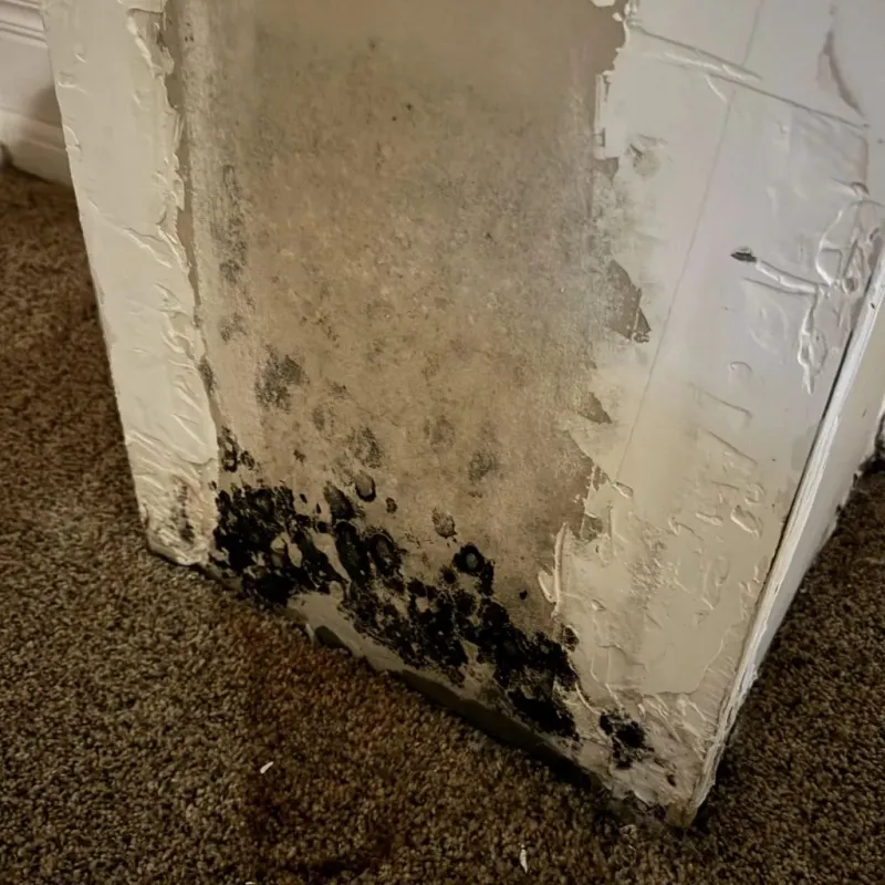 Professional Mold Removal in Adamsville, TN